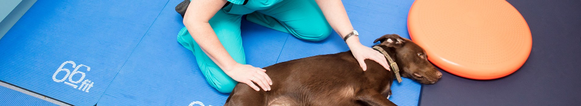 Physiotherapy Veterinary Services