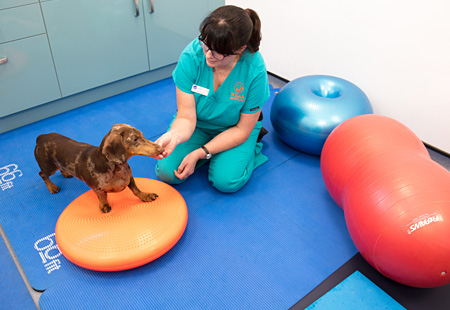A Physiotherapy session with a dog